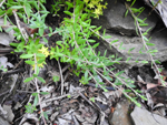Stringy Stonecrop (Sedum sarmentosum), leaf
