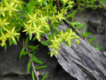 Stringy Stonecrop (Sedum sarmentosum), flower