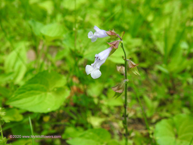 Lyre-Leaved Sage (Salvia lyrata)