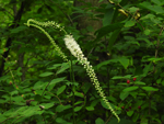 Black Cohosh (Actaea racemosa), flower