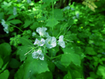 Appendaged Waterleaf (Hydrophyllum appendiculatum), flower