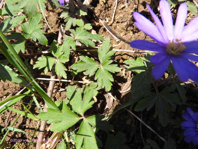 Grecian Windflower (Anemone blanda)
