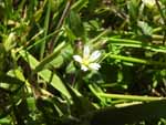 Mouse-Ear Chickweed (Cerastium vulgatum), flower