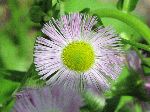 Philadelphia Fleabane (Erigeron philadelphicus), flower