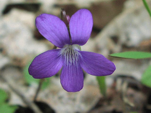 Arrowleaf Violet (Viola sagittata)