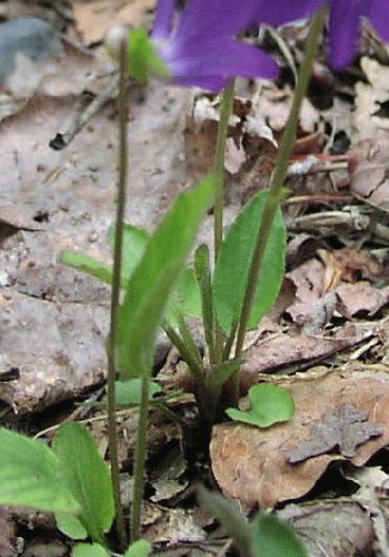 Arrowleaf Violet (Viola sagittata)