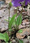 Arrowleaf Violet (Viola sagittata), leaf