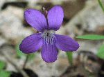 Arrowleaf Violet (Viola sagittata), flower
