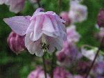 European Columbine (Aquilegia vulgaris), flower