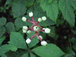 White Baneberry (Actaea pachypoda), fruit/seed