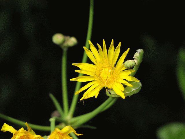 Common Sow-Thistle (Sonchus oleraceus)