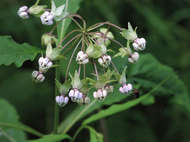 Poke Milkweed (Asclepias exaltata)