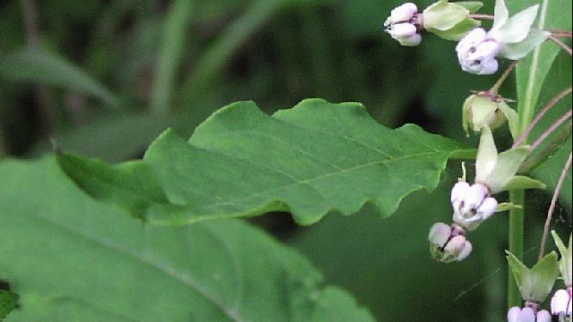 Poke Milkweed (Asclepias exaltata)