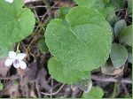 Sweet White Violet (Viola blanda), leaf