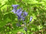Spanish Bluebells (Hyacinthoides hispanica), flower