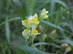 Butter and Eggs (Linaria vulgaris), flower