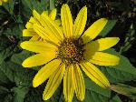 Pale-Leaved Sunflower (Helianthus strumosus), flower