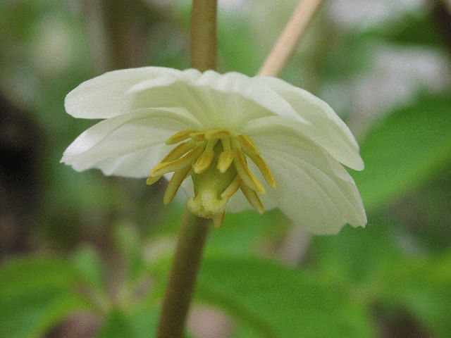 Mayapple (Podophyllum peltaum)
