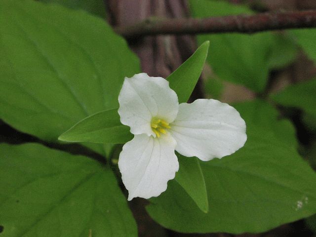 Large-Flowered Trillium (Trillium grandiflorum)