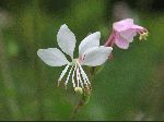 Biennial Gaura (Gaura biennis), flower