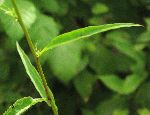 Calico Aster (Symphyotrichum lateriflorum), leaf