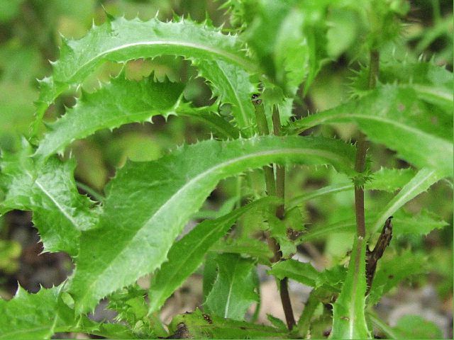 Spiny-Leaved Sow-Thistle (Sonchus asper)