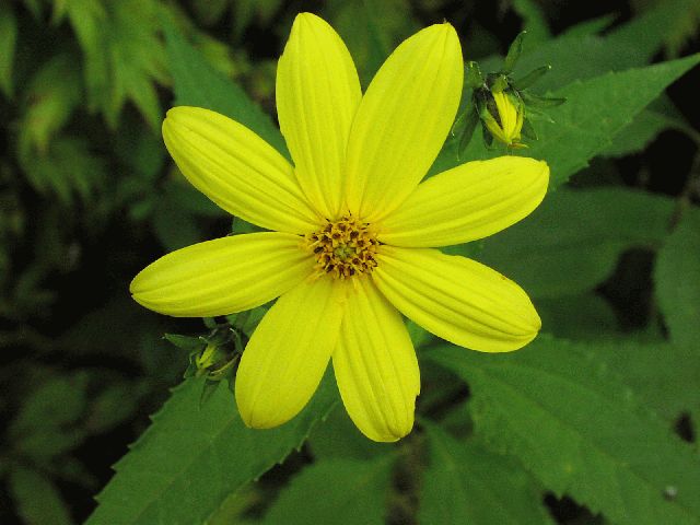 Woodland Sunflower (Helianthus divaricatus)