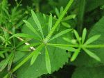 Cleavers (Galium Aparine), leaf