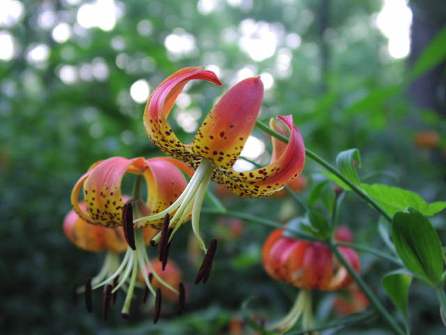 Turk's-Cap Lily (Lilium superbum)