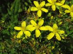 Common St. Johnswort (Hypericum perforatum), flower