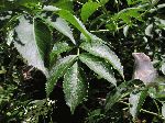 Elderberry (Sambucus canadensis), leaf