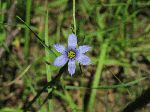 Blue-Eyed Grass (Sisyrinchium angustifolium), flower