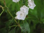 Mountain Laurel (Kalmia latifolia), flower