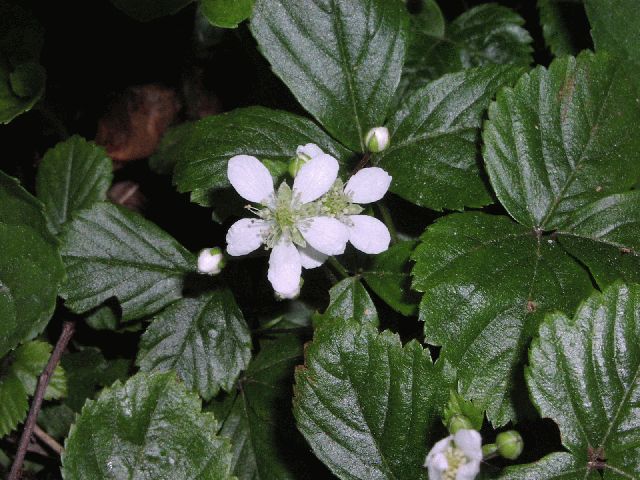 Swamp Dewberry (Rubus hispidus)