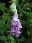 Foxglove (Digitalis purpurea), flower