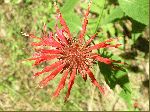 Bee Balm (Monarda didyma), flower