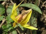 Trout Lily (Erythronium americanum), tech