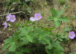 Wild Geranium (Geranium maculatum), flower
