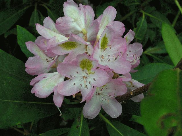 Great Laurel (Rhododendron maximum)