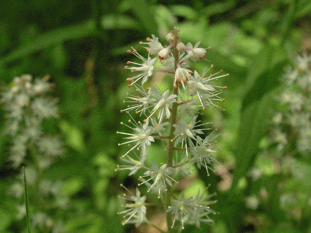 Foam Flower (Tiarella cordifolia)