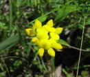 Birdsfoot Trefoil (Lotus corniculatus), flower