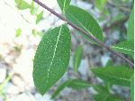 Indian Hemp (Apocynum cannabinum), leaf