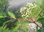 Indian Hemp (Apocynum cannabinum), flower