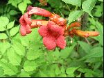 Trumpet Creeper (Campsis radicans), flower