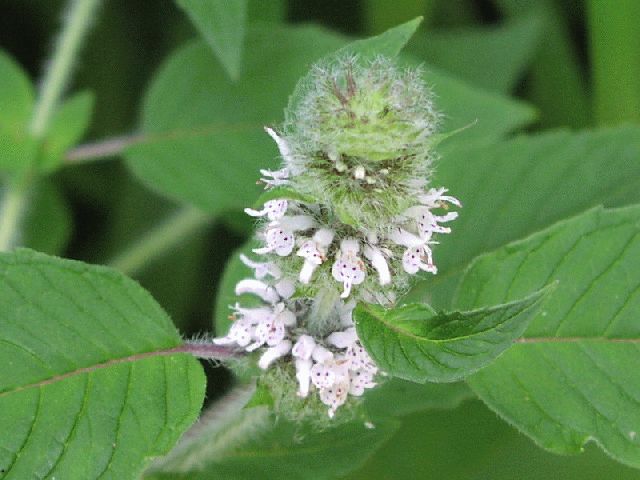 Hairy Wood-Mint (Blephilia hirsuta)