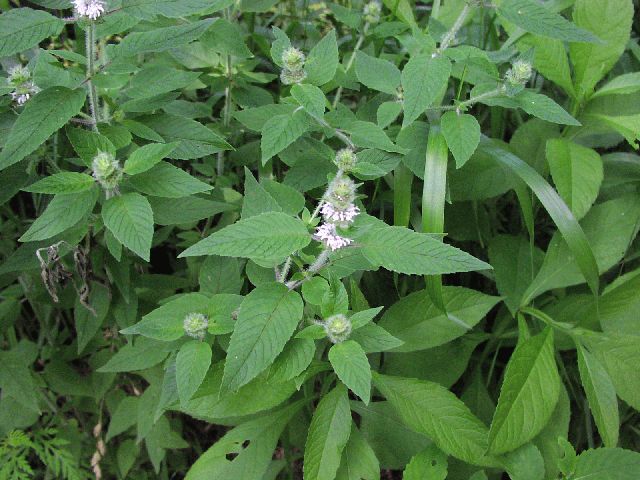 Hairy Wood-Mint (Blephilia hirsuta)