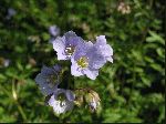 Greek Valerian (Polemonium reptans), flower