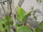 Flowering Dogwood (Cornus florida), leaf