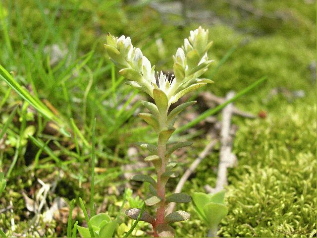 Wild Stonecrop (Sedum ternatum)