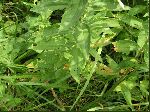 Bouncing Bet (Saponaria officinalis), leaf